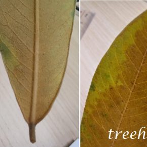 花旗木樹葉_02 (花旗木 Cassia bakeriana)