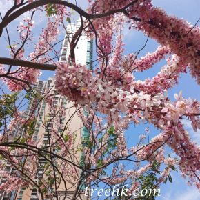 花旗木花朵_02 (花旗木 Cassia bakeriana)
