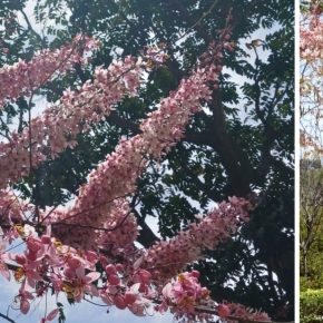 花旗木花朵_05 (花旗木 Cassia bakeriana)