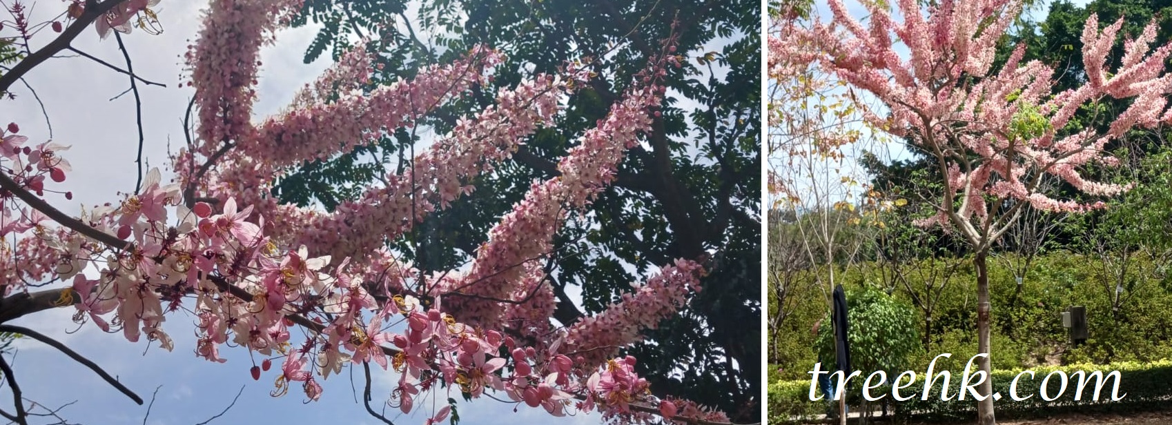 粉紅花雨樹, 花旗木開花期為3月至4月 粉紅花雨樹, 花旗木開花期為3月至4月