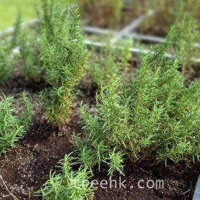 IMG-20241023-WA0008c (迷迭香 Salvia rosmarinus)