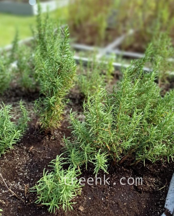 迷迭香要放在空氣流通地方 迷迭香要放在空氣流通地方