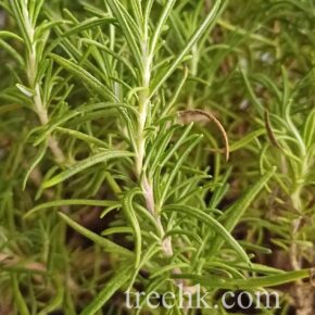 Rosemary_01 (迷迭香 Salvia rosmarinus)