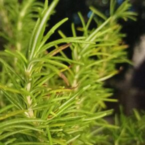 Rosemary_02 (迷迭香 Salvia rosmarinus)