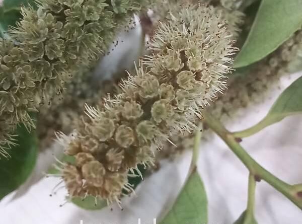 斯里蘭卡天料木花期4–6月