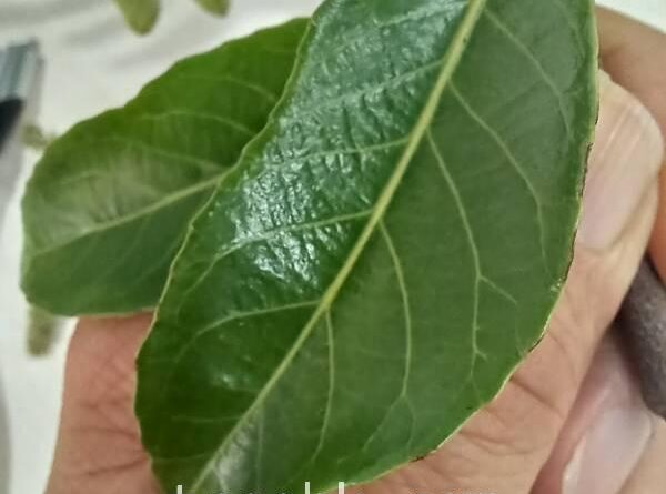 斯里蘭卡天料木成熟葉片深綠