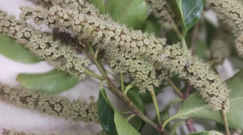 斯里蘭卡天料木花序為總狀花序
