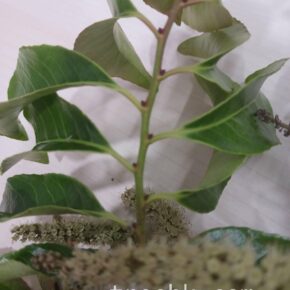 斯里蘭卡天料木_12 (斯里蘭卡天料木)