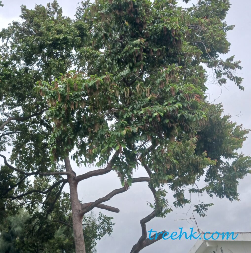 斯里蘭卡天料木高貴樹種：可當庭園樹及造林樹種