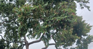 斯里蘭卡天料木高貴樹種：可當庭園樹及造林樹種