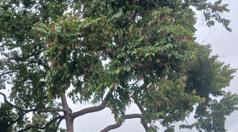 斯里蘭卡天料木高貴樹種：可當庭園樹及造林樹種