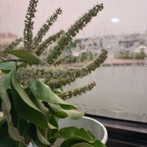 斯里蘭卡天料木_15 (斯里蘭卡天料木)