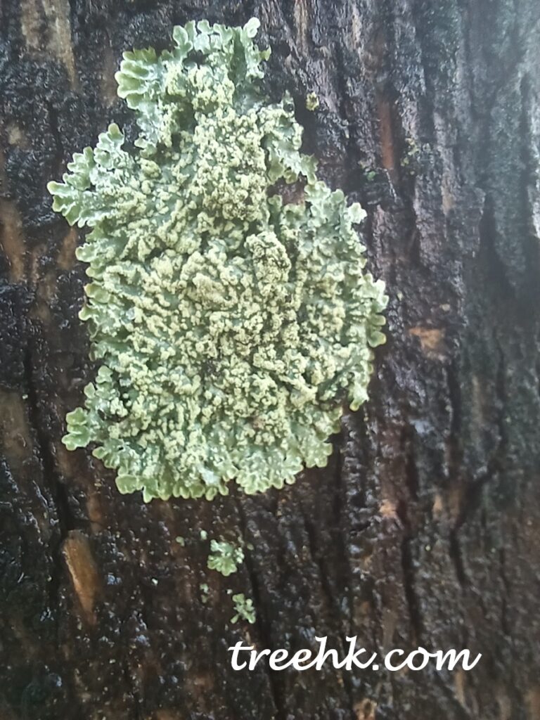 地衣是環境指標 地衣是環境指標