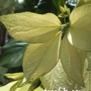 白紙扇_01 (白紙扇 Mussaenda pilippica cv)