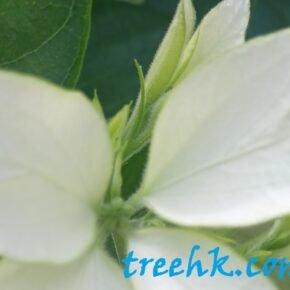 白紙扇_02 (白紙扇 Mussaenda pilippica cv)