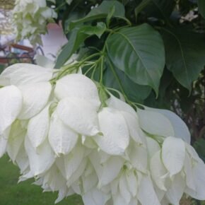 白紙扇_03 (白紙扇 Mussaenda pilippica cv) 白紙扇_03 (白紙扇 Mussaenda pilippica cv)