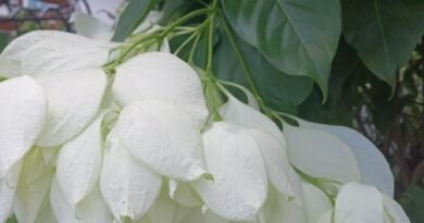 白紙扇、雪萼花、菲島玉葉金花