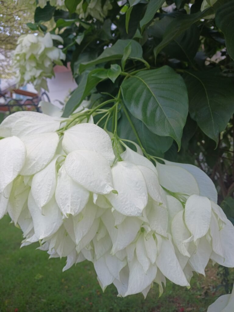 白紙扇、雪萼花、菲島玉葉金花 白紙扇、雪萼花、菲島玉葉金花