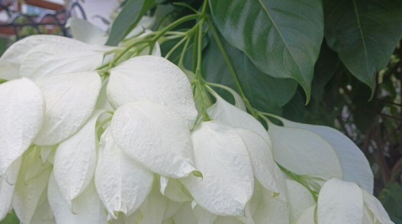 白紙扇、雪萼花、菲島玉葉金花