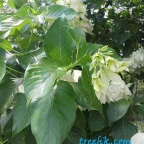 白紙扇_04 (白紙扇 Mussaenda pilippica cv) 白紙扇_04 (白紙扇 Mussaenda pilippica cv)