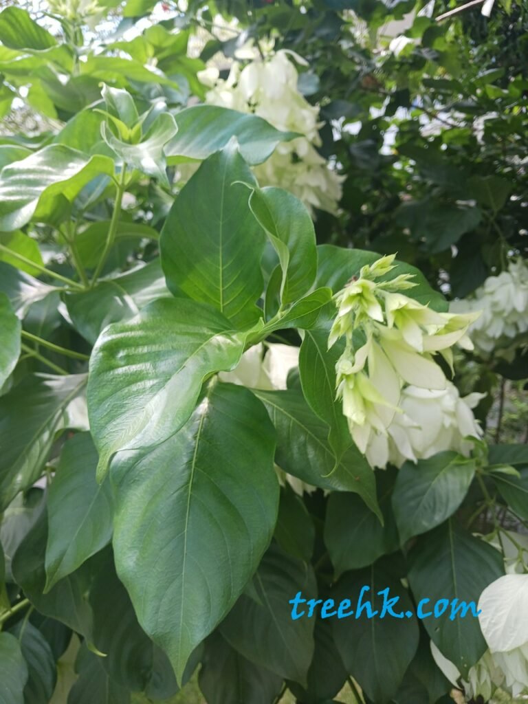 白紙扇葉片表面毛茸 白紙扇葉片表面毛茸