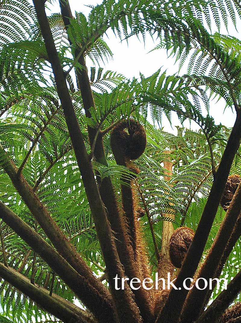 筆筒樹Sphaeropteris lepifera - Green Touch 香港常見樹木園藝生活