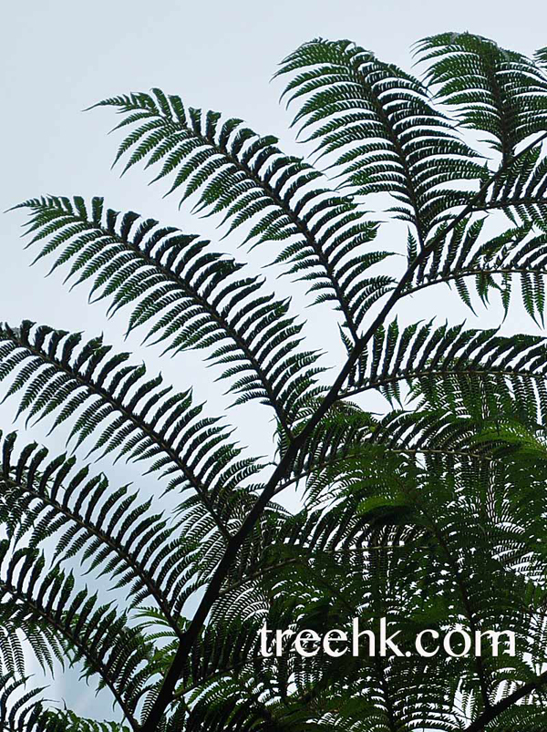 筆筒樹Sphaeropteris lepifera - Green Touch 香港常見樹木園藝生活