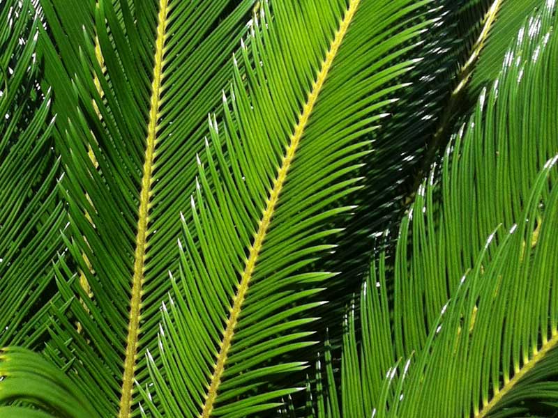 蘇鐵Cycas revoluta Thunb - Green Touch 香港常見樹木園藝生活