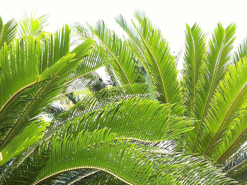 蘇鐵Cycas revoluta Thunb - Green Touch 香港常見樹木園藝生活