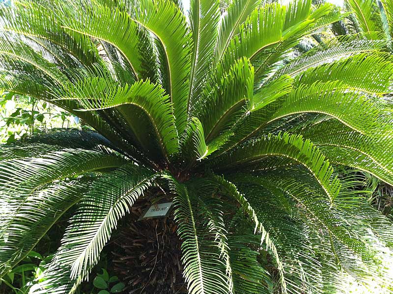 蘇鐵Cycas revoluta Thunb - Green Touch 香港常見樹木園藝生活