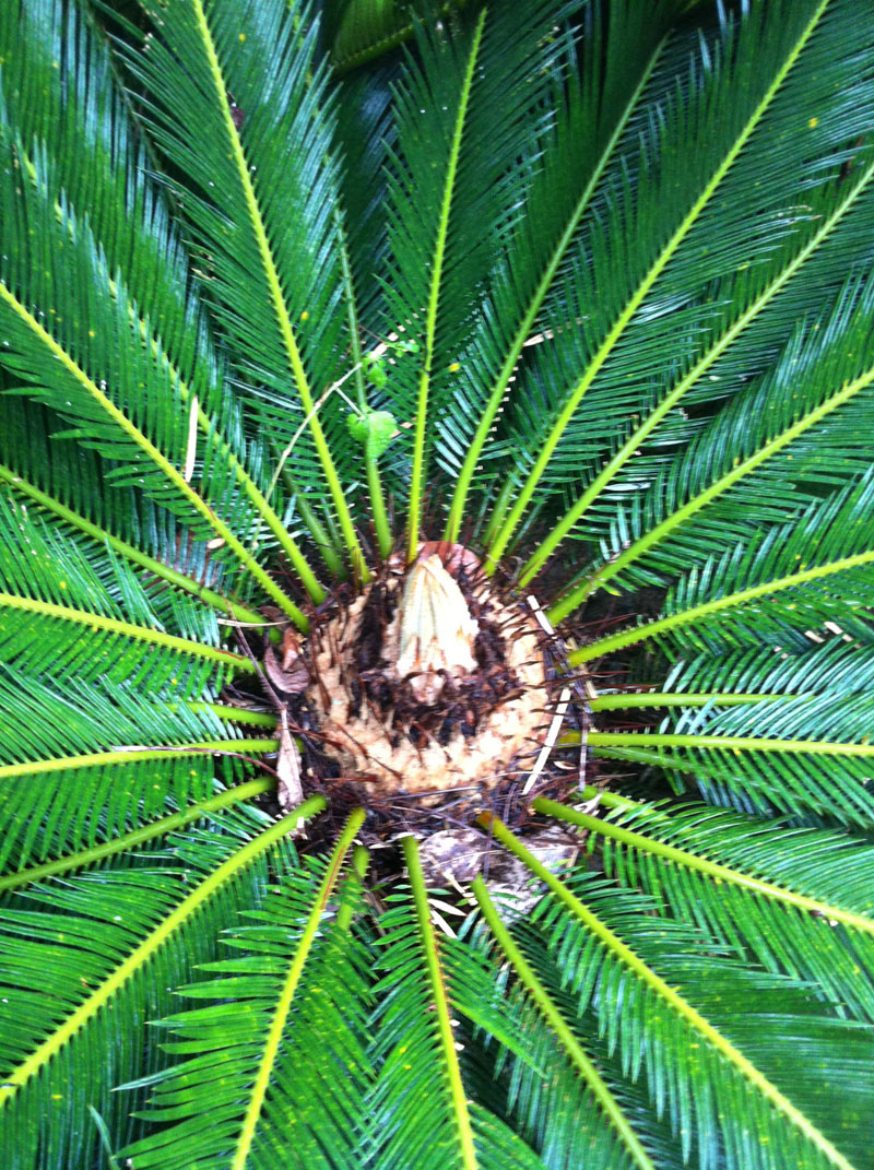 蘇鐵Cycas revoluta Thunb - Green Touch 香港常見樹木園藝生活